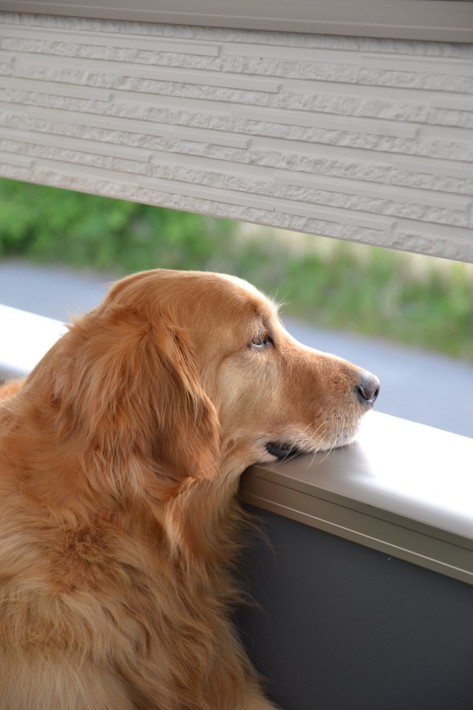 夕日を眺めるトワテラの看板犬「蜜」
